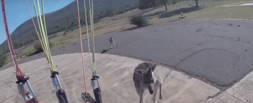 vicious kangaroo