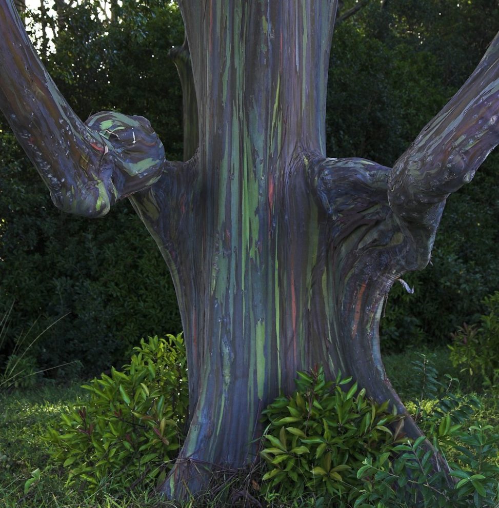 Rainbow Eucalyptus tree